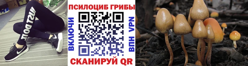 Псилоцибиновые грибы прущие грибы  мега ссылки  Братск 